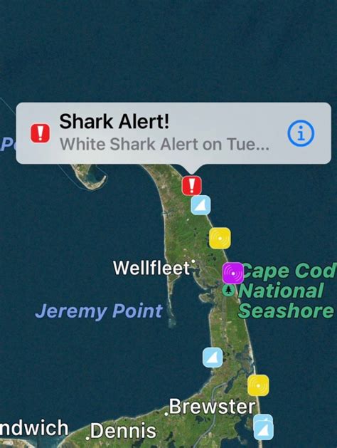 Cape Cod beach closes to swimming after lifeguards spot great white shark: ‘Plenty of activity today’